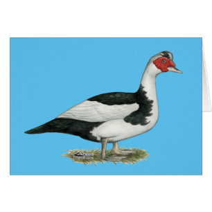 Muscovy Black Pied Drake