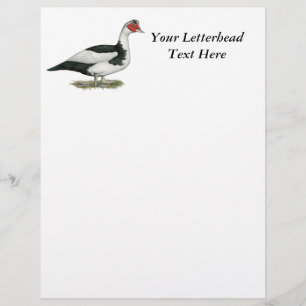 Muscovy Black Pied Drake