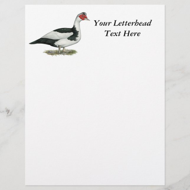 Muscovy Black Pied Drake (Vorderseite)