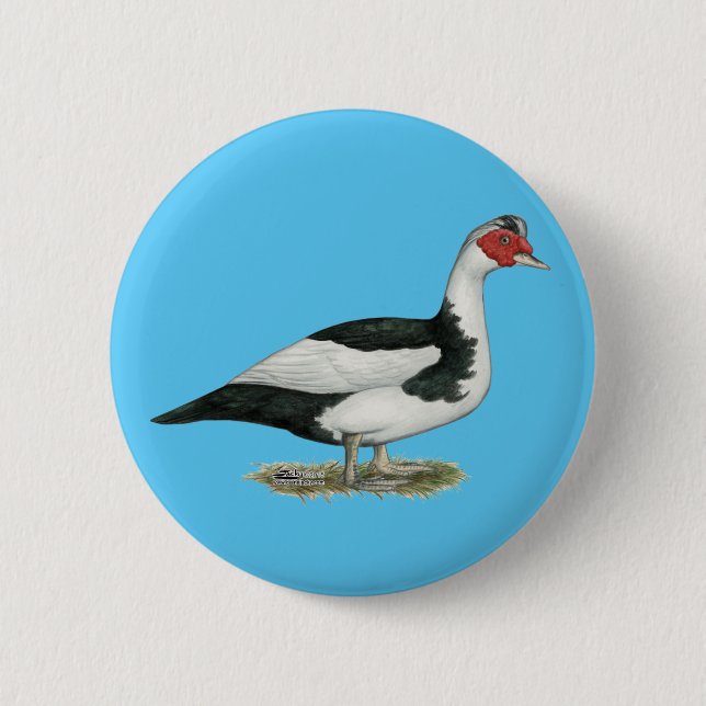 Muscovy Black Pied Drake Button (Vorderseite)