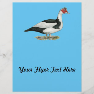 Muscovy Black Pied Drake Flyer