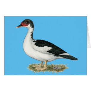 Muscovy Black Pied Duck