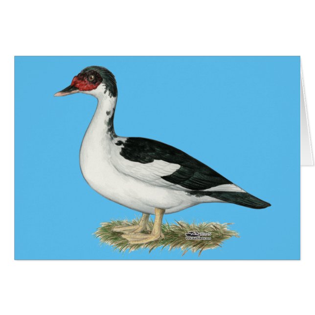 Muscovy Black Pied Duck (Vorderseite (Horizontal))