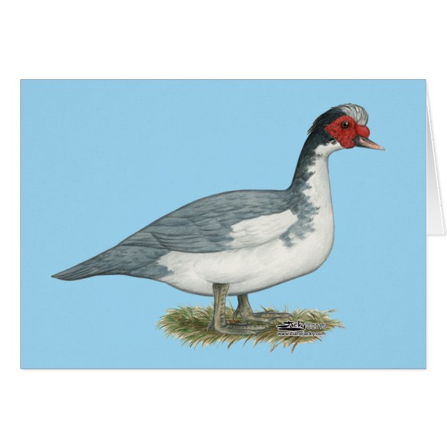 Muscovy Blue Pied Drake (Vorderseite (Horizontal))