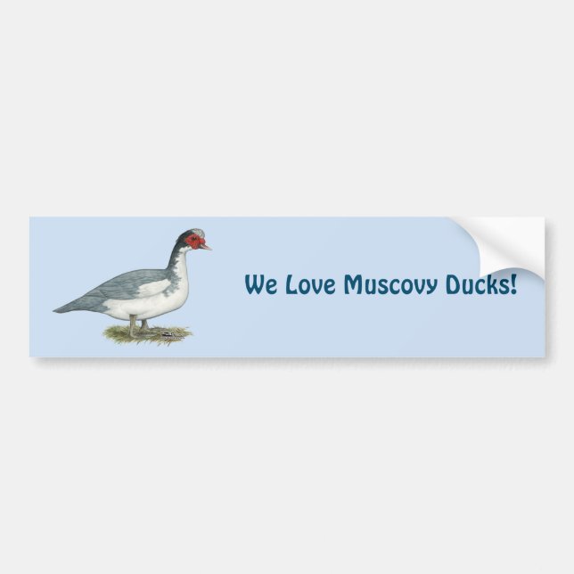 Muscovy Blue Pied Drake Autoaufkleber (Vorne)