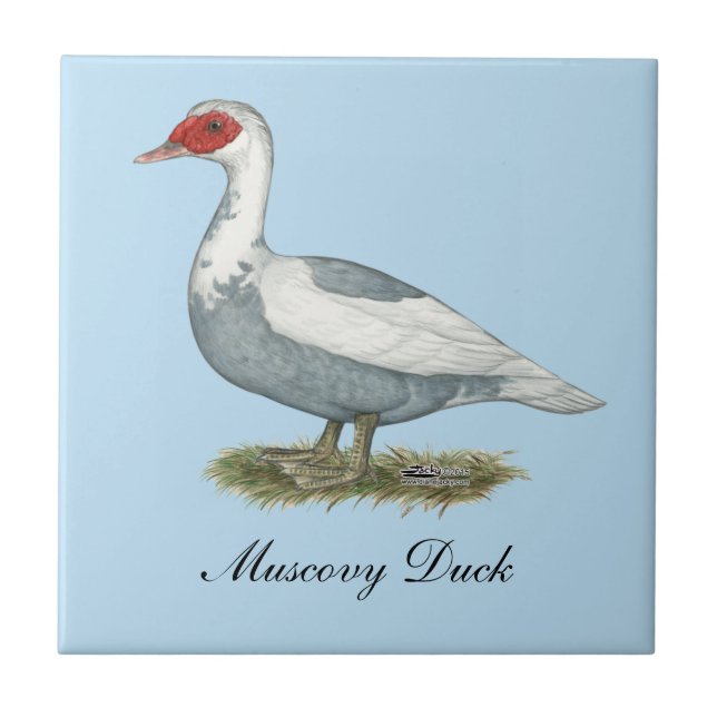 Muscovy Blue Pied Duck Fliese (Vorderseite)
