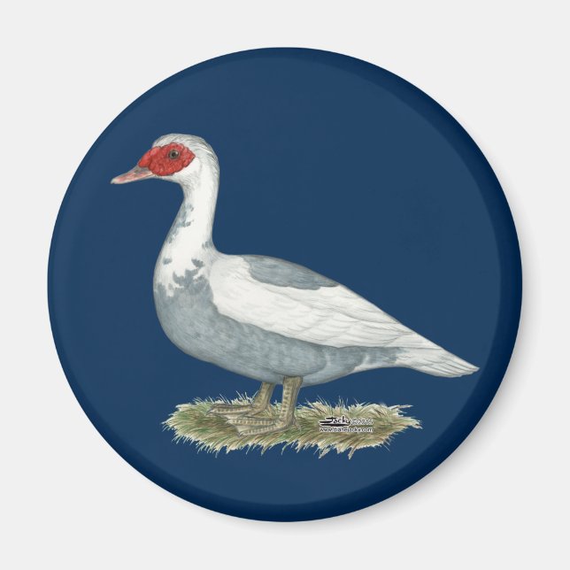 Muscovy Blue Pied Duck Magnet (Vorne)