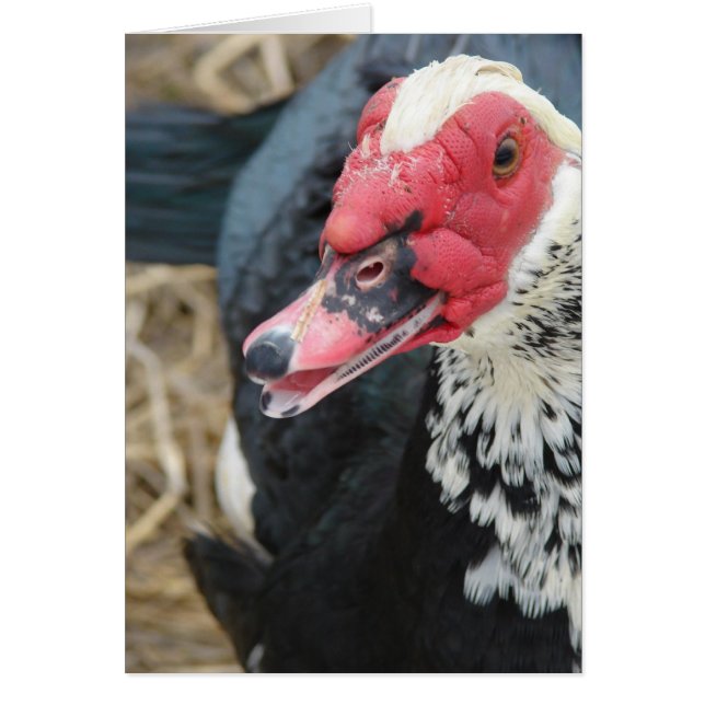 Muscovy Drake (Vorne)