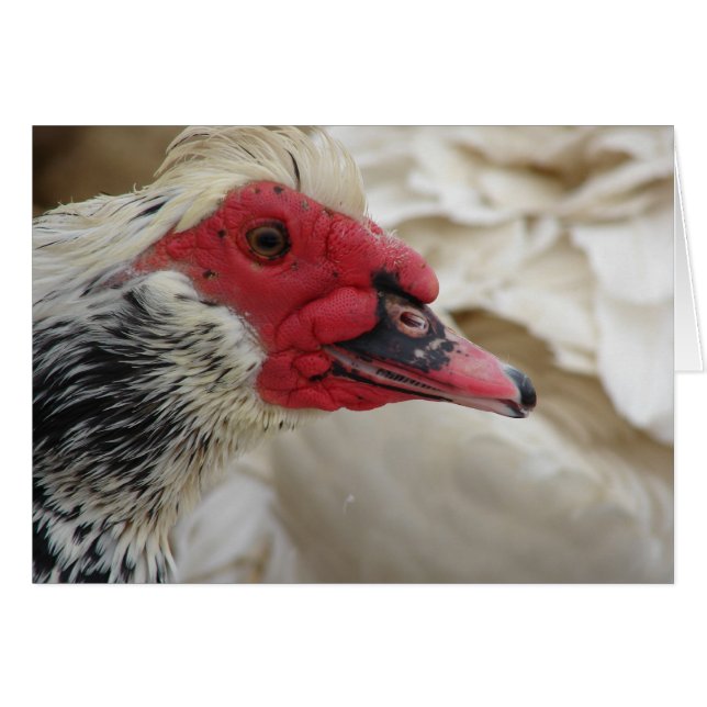 Muscovy Drake (Vorderseite (Horizontal))