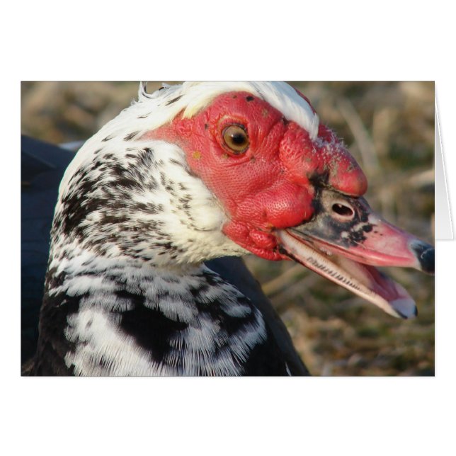 Muscovy Drake (Vorderseite (Horizontal))