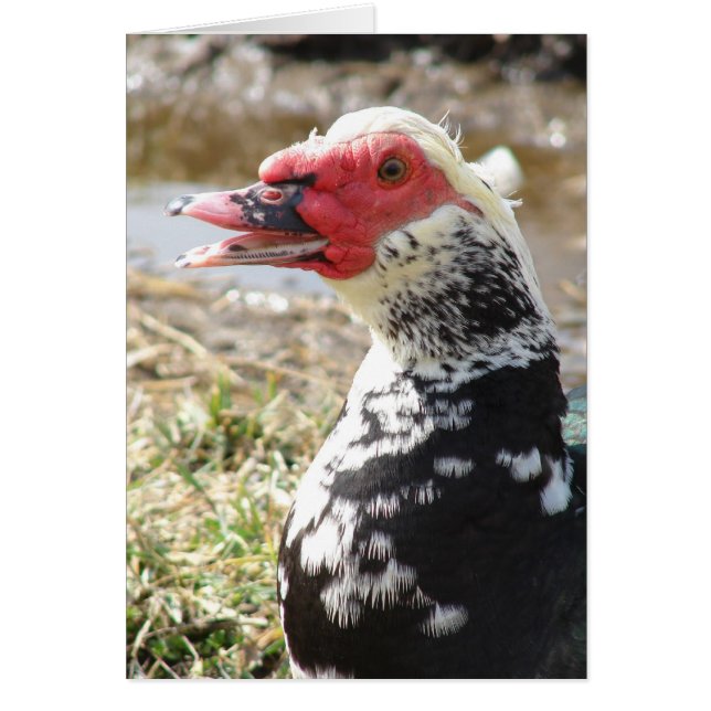 Muscovy Drake (Vorne)