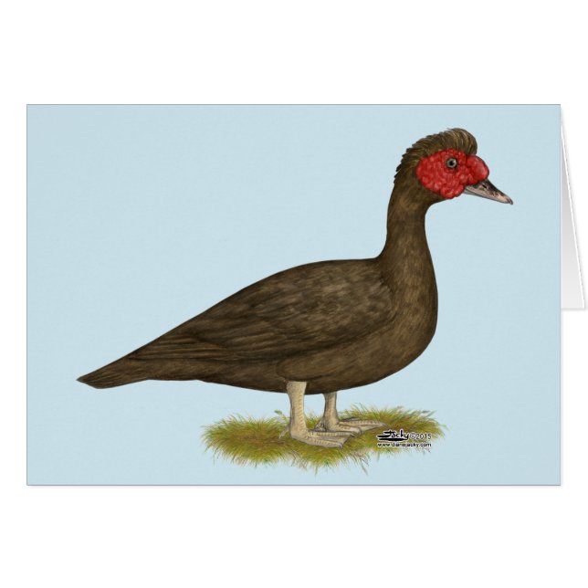 Muscovy Drake Chocolate (Vorderseite (Horizontal))