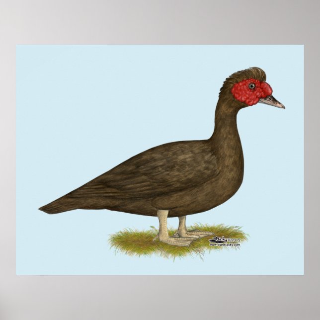 Muscovy Drake Chocolate Poster (Vorne)