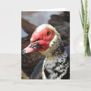 Muscovy Drake Karte