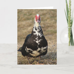 Muscovy Drake Karte