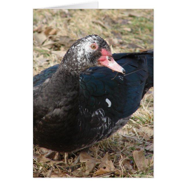 Muscovy Duck (Vorne)