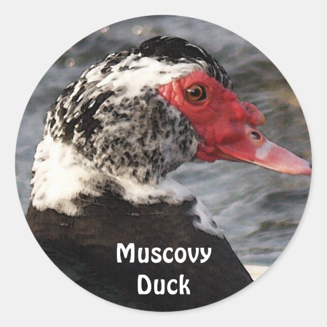Muscovy Duck Bird Wildlife Sticker (Vorderseite)