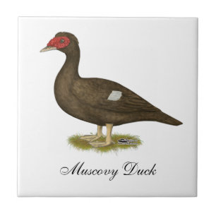 Muscovy Duck Chocolate Fliese