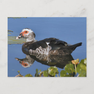 Muscovy Duck Foto Postkarte