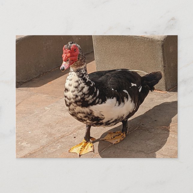 Muscovy Duck Postkarte (Vorderseite)
