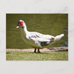 Muscovy Duck Postkarte