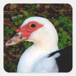 Muscovy Duck Quadratischer Aufkleber