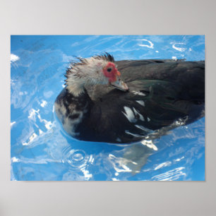 Muscovy Duck Schwimmposter Poster