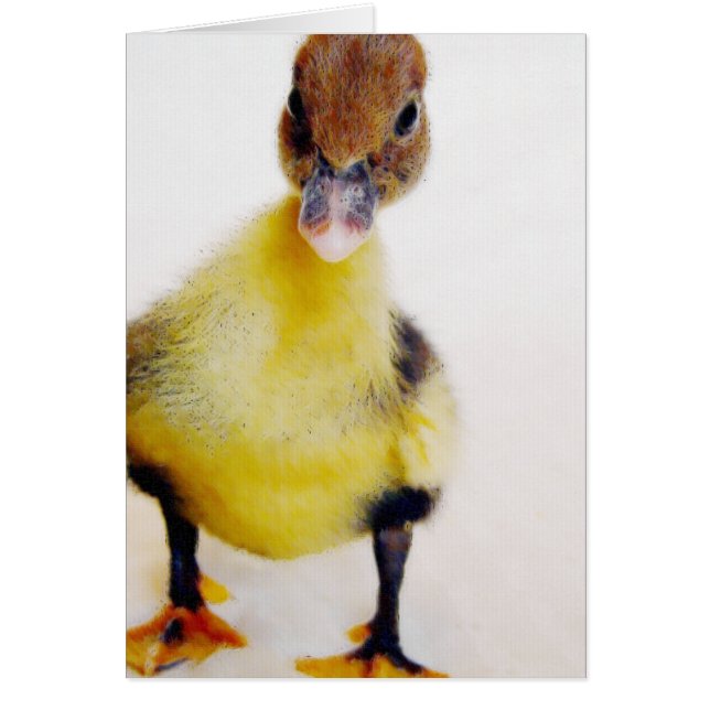 Muscovy Duckling (Vorne)