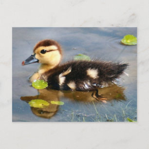 Muscovy Duckling Foto Postkarte