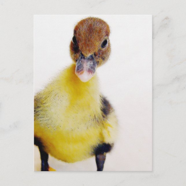 Muscovy Duckling Postkarte (Vorderseite)