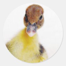 Muscovy Duckling