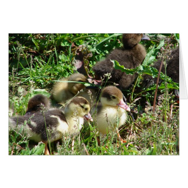 Muscovy Ducklings (Vorderseite (Horizontal))