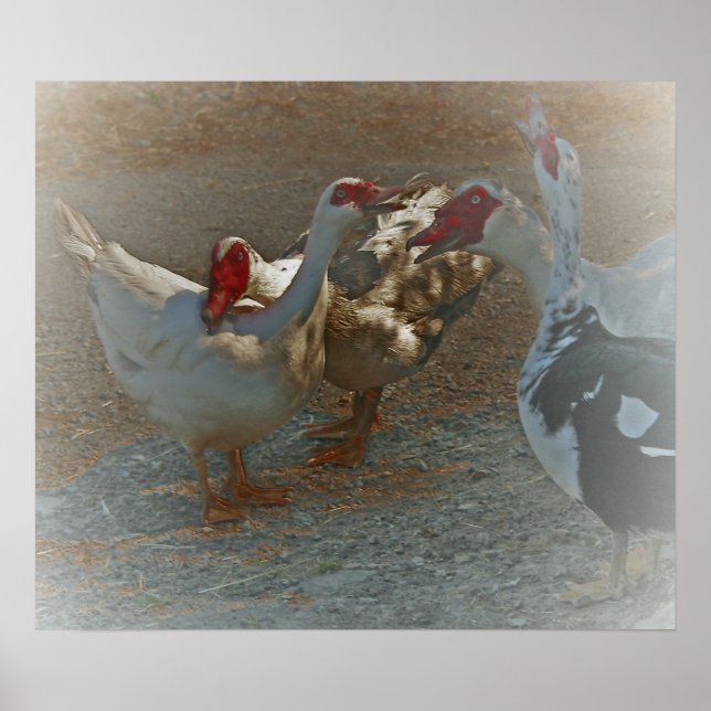 Muscovy Ducks Poster drucken (Vorne)
