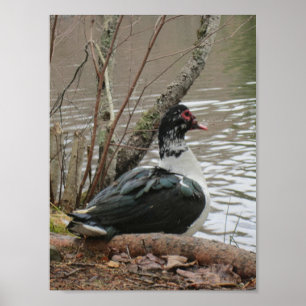 Muscovy Ente by Pond Poster