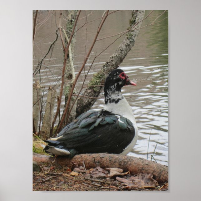 Muscovy Ente by Pond Poster (Vorne)
