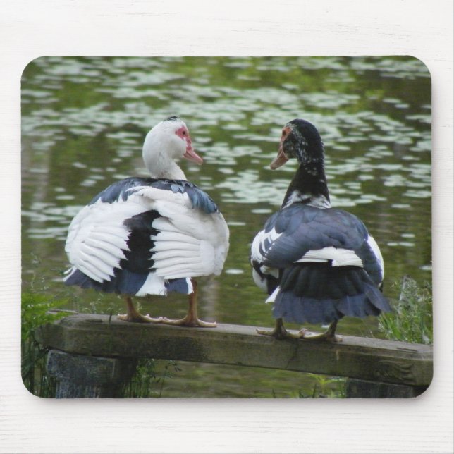 Muscovy-Enten Mousepad (Vorne)
