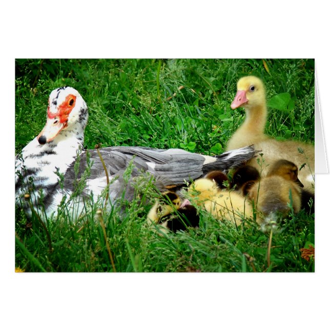 Muscovy Family (Vorderseite (Horizontal))