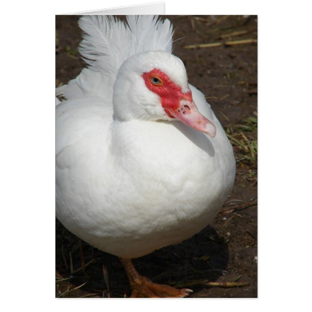 Muscovy Hen (Vorne)