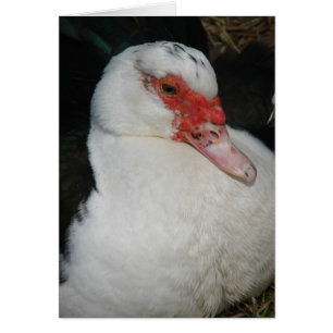 Muscovy Hen
