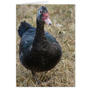 Muscovy Hen alle Gelegenheiten unsichtbar im Inner