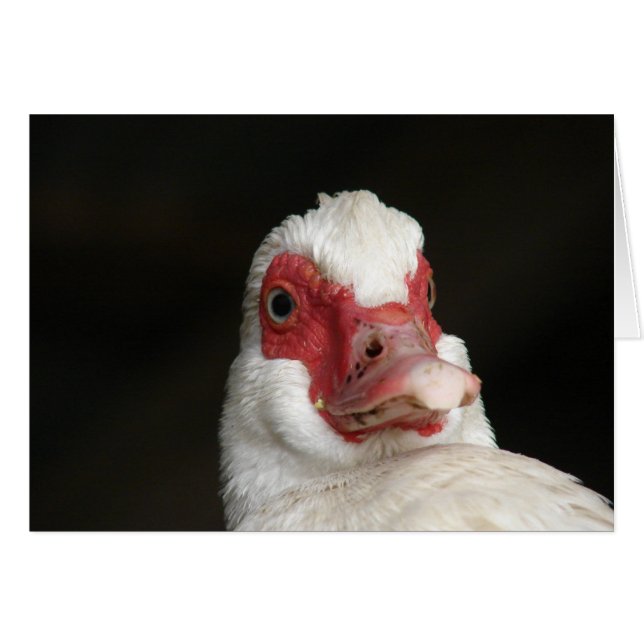 Muscovy Hen Duck (Vorderseite (Horizontal))