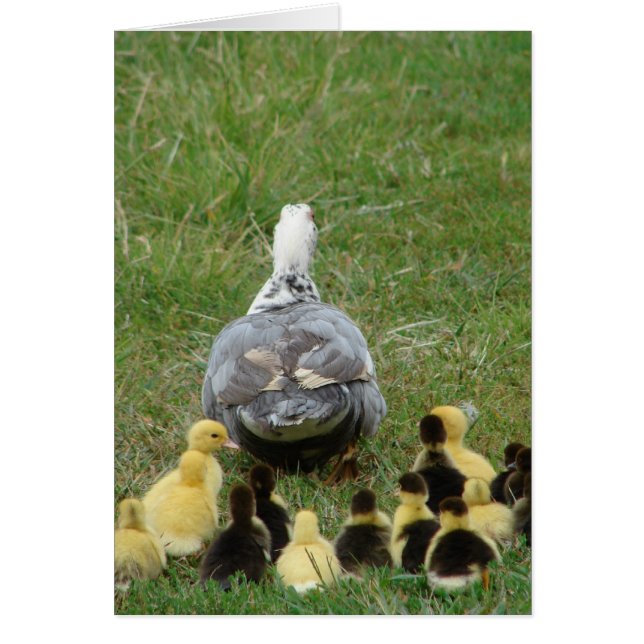 Muscovy Hen Leading Ducklings (Vorne)