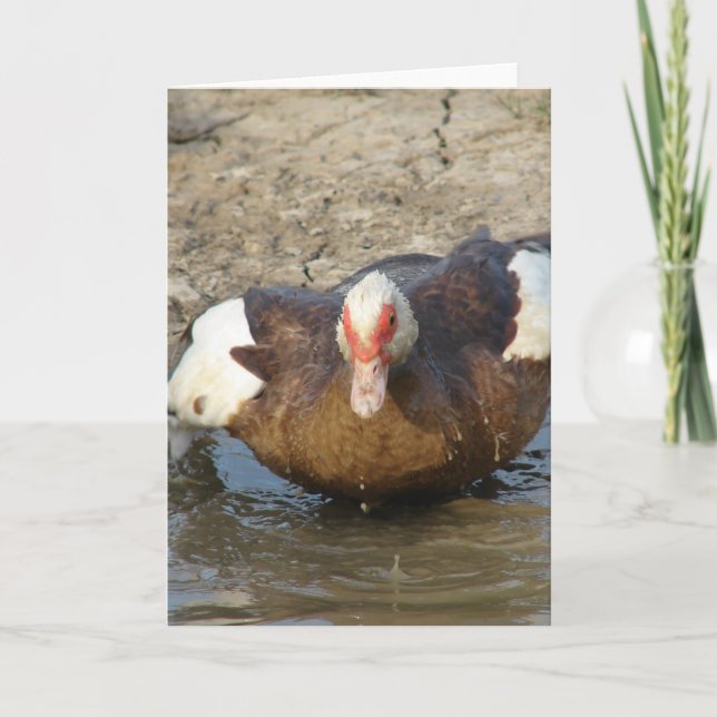 Muscovy Hen Playing in Puddle Karte (Vorderseite)