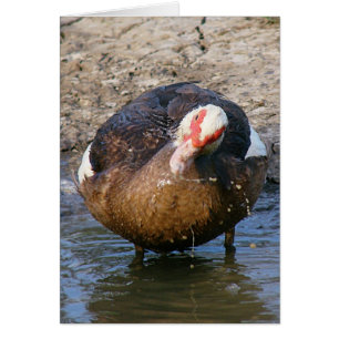 Muscovy Hen spielen in Wasser Jede Anlässe