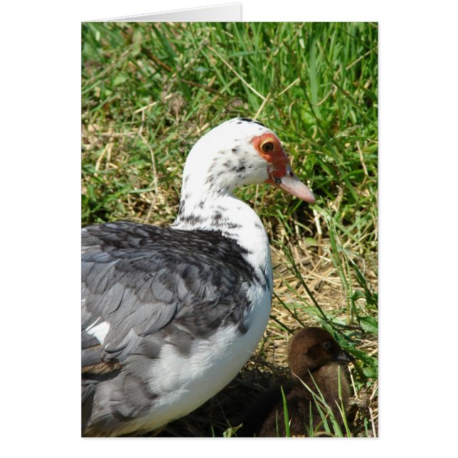 Muscovy Hen und Duckling (Vorne)