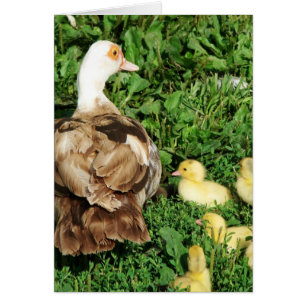 Muscovy Hen und Ducklings
