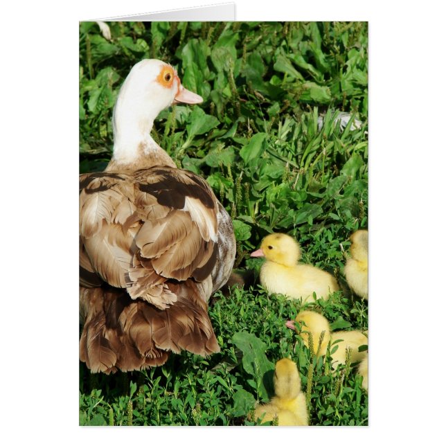 Muscovy Hen und Ducklings (Vorne)