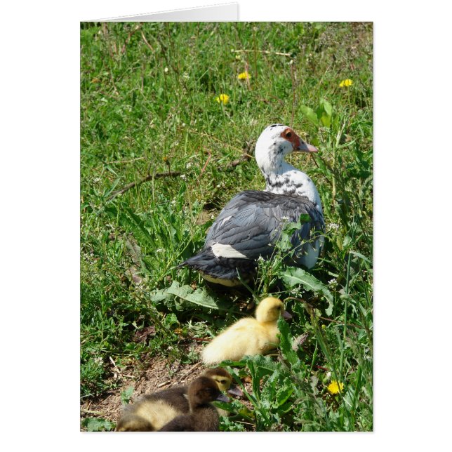 Muscovy Hen und Ducklings (Vorne)