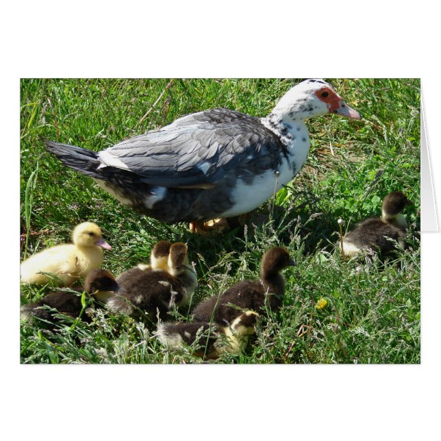 Muscovy Hen und Ducklings (Vorderseite (Horizontal))