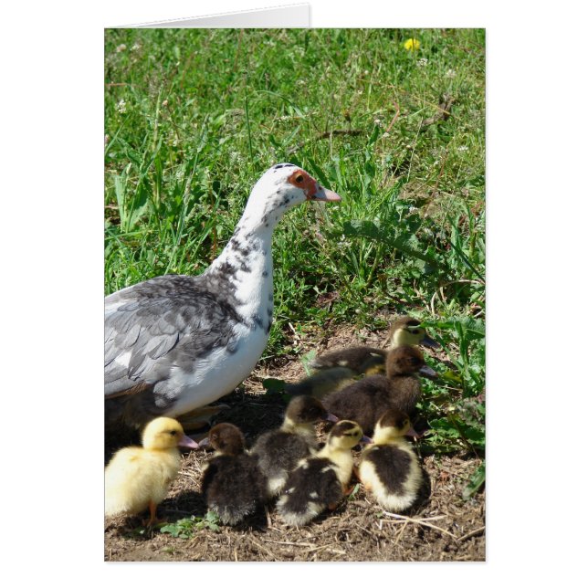 Muscovy Hen und Ducklings (Vorne)